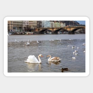 Birds at Vltava river in Prague Sticker